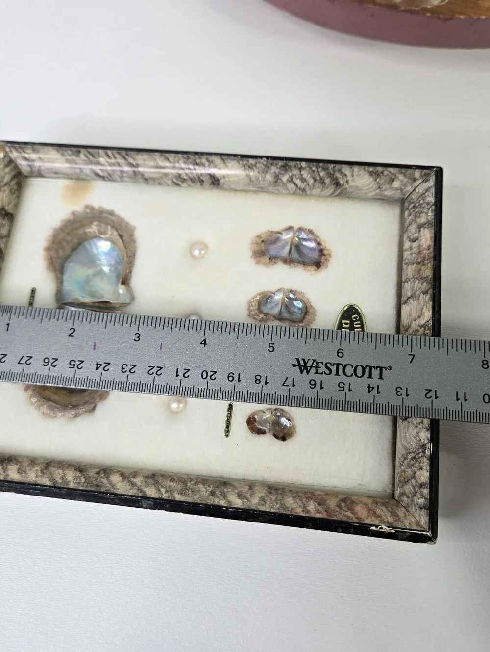 VTG 1970s Japanese Pearl Oyster Specimen Display Frame Cultured Pearl